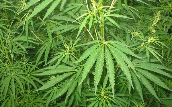 الترخيص لاستيراد بذور القنب الهندي من الخارج