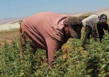 أكراد وسوريون في حقول ” الكيف “