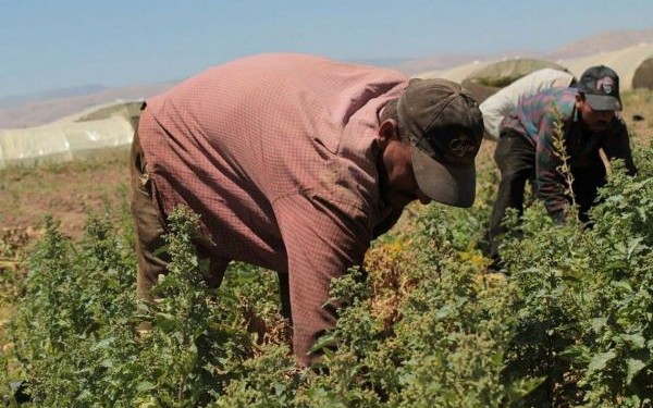 أكراد وسوريون في حقول ” الكيف “