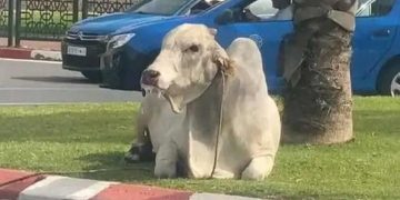 الكوريدا في شوارع الرباط!
