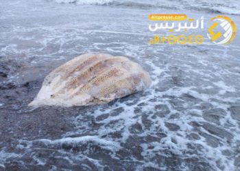 الحسيمة: أمواج البحر تلفظ سلحفاة ضخمة نافقة بشاطئ “صباديا”