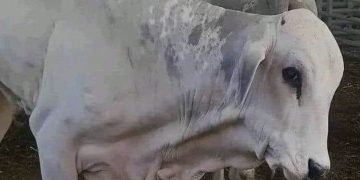 الأبقار البرازيلية المستوردة تصل للبرلمان