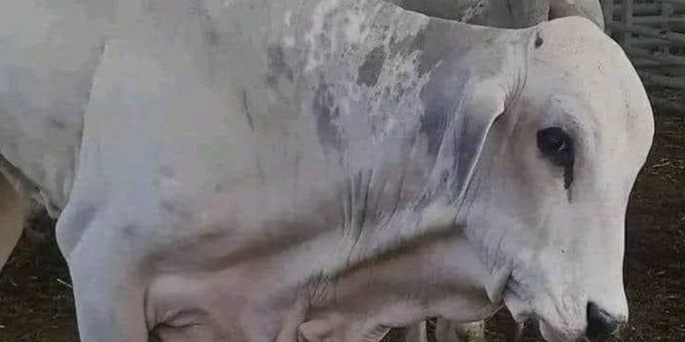 الأبقار البرازيلية المستوردة تصل للبرلمان