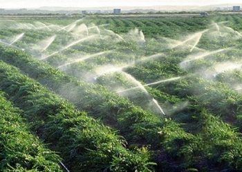 دعوات لمراجعة السياسة الزراعية المستنزفة للماء