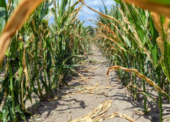 العثور على جثتي شابتين مغربيتين في حقل للذرة بإيطاليا