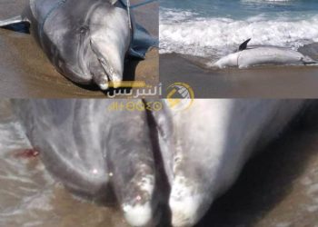 الحسيمة: أمواج البحر تلقي بدلفين ضخم على شاطئ ثمشظين