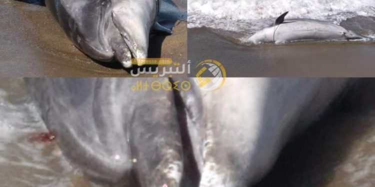 الحسيمة: أمواج البحر تلقي بدلفين ضخم على شاطئ ثمشظين
