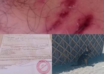 ” كلب ” يرهب أصحاب المحلات التجارية بشاطئ ” الحرش ” بالدريوش