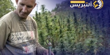 مجلس النواب يصوت بالأغلبية على تقنين الكيف