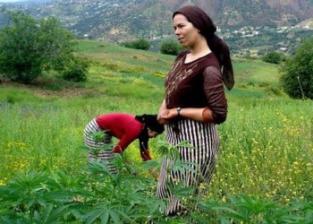 تقنين الاستعمالات المشروعة ” للكيف ” على طاولة المجلس الحكومي