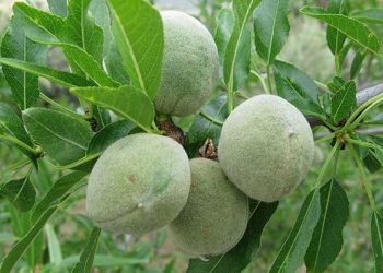 تراجع مساحة أشجار اللوز بالحسيمة يصل للبرلمان