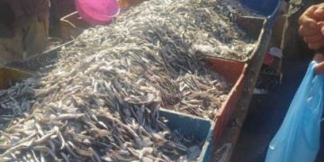 استمرار استهداف صغار الأسماك بسواحل الشرق