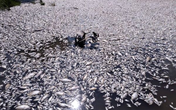 نفوق ملايين الأسماك باليونان بسبب التقلبات الجوية