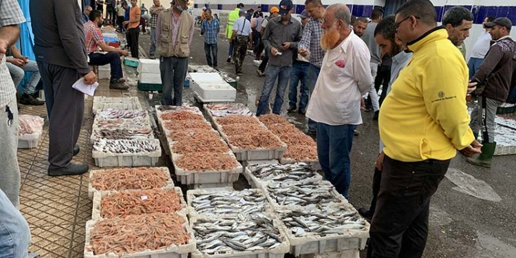 مهنيو تجارة السمك بالجملة ببني أنصار يستأنفون نشاطهم