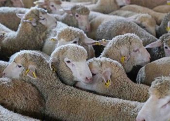 ماذا بعد استيراد أضاحي العيد؟!