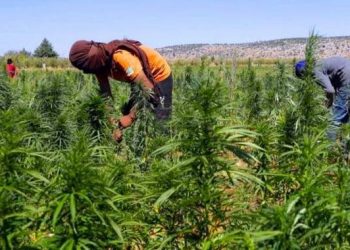 سبعة أسئلة لفهم القانون المتعلق بالاستعمالات المشروعة للقنب الهندي