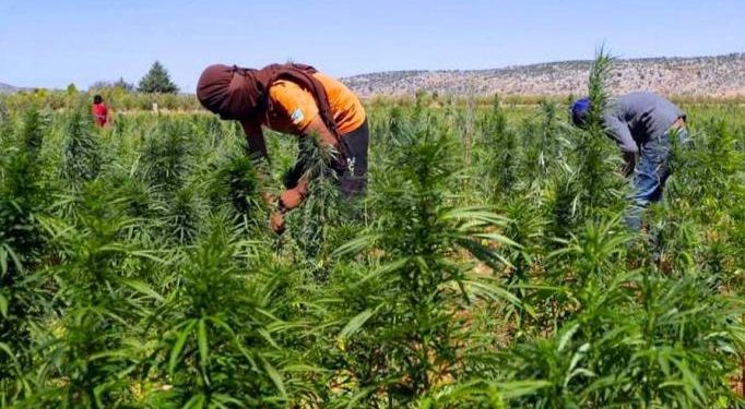 سبعة أسئلة لفهم القانون المتعلق بالاستعمالات المشروعة للقنب الهندي