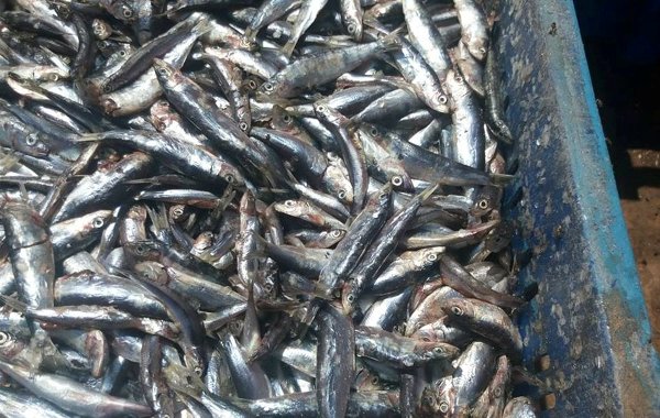 أسماك عابرة تباع بميناء الحسيمة تفتقد للجودة والطراوة وتنتهي على موائد الإفطار في رمضان