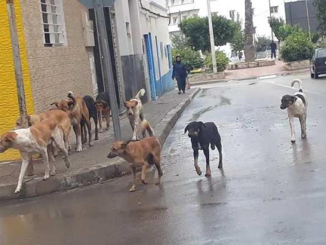 ساكنة باريو بريرو / سيدي عابد بالحسيمة تستنجد بالسلطات لوضع حد لانتشار الكلاب الضالة