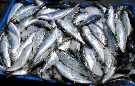 انطلاق هجرة مراكب السردين بميناء الحسيمة: نقابة تستغرب ارتجالية وزارة الصيد البحري