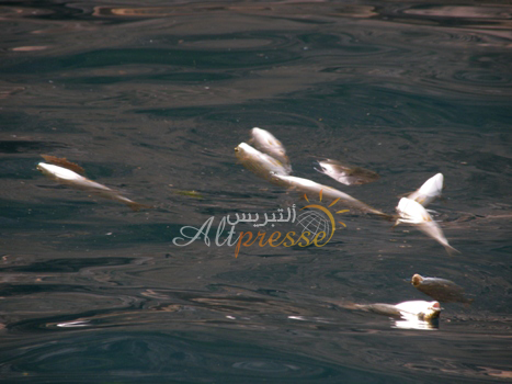 اعتقال قاصر ضمن مبحوث عنهم في الصيد بالمتفجرات نواحي الحسيمة