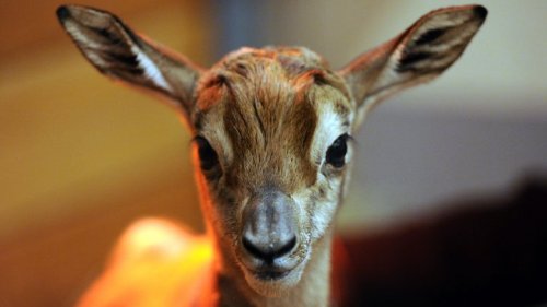 عملية "فرار" بالصحراء الجزائرية لإنقاذ الغزلان من أثرياء الخليج