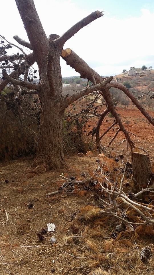 بالتزامن مع تنظيم المغرب للكوب 22: مهاجر مغربي يقطع شجرة يزيد عمرها عن 50 سنة بجماعة ازمورن