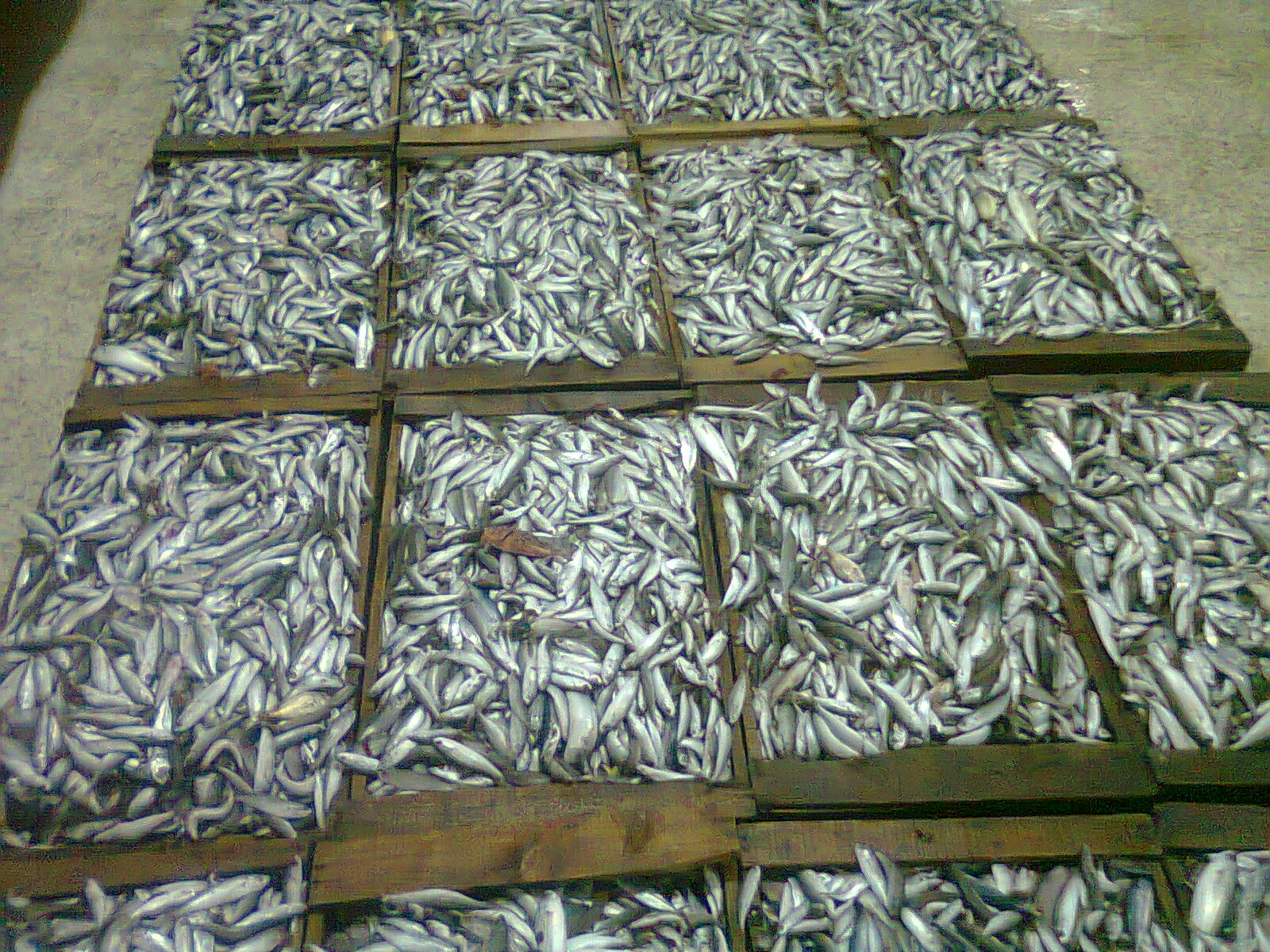 تراجع منتوج الصيد البحري بميناء الحسيمة