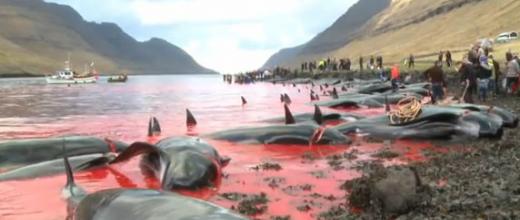 شهادة من قلب مجزرة الحيتانǃ