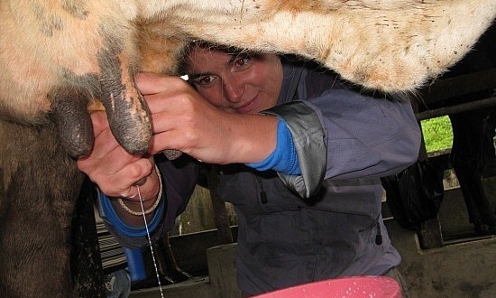 157 مليون درهم لتنمية سلسلة الحليب بجهة طنجة تطوان