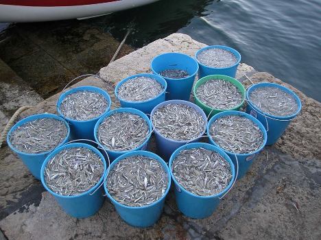 استمرار اصطياد الأسماك الصغيرة (تشنكيتي) من ساحلي الحسيمة والدريوش