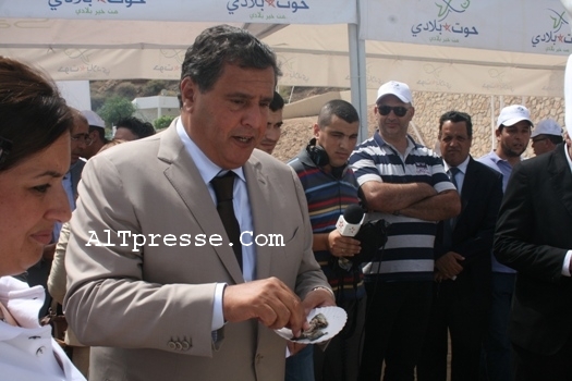 المغرب رائد في إنتاج سمك السردين على المستوى العالمي ( فيديو)