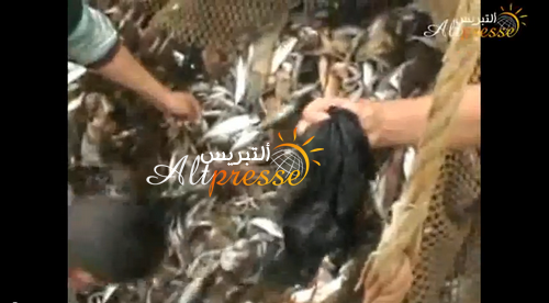 خطير: أسماك للاستهلاك بالحسيمة يتم استخراجها من أكوام الأزبال ( فيديو )