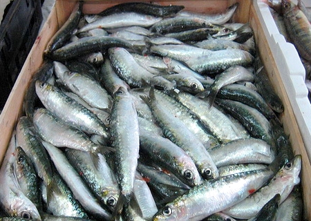 السردين "داير جنحين" في الحسيمة