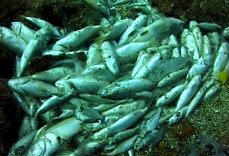 متفجرات الصيد تقود شخصا للمحكمة العسكرية بالرباط