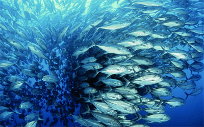 دراسة تؤكد زيادة حموضة مياه المحيطات والبحار بمعدل قياسي