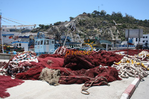 الدلافين الكبيرة تهاجم شباك الصيادين بسواحل الحسيمة ( + فيديو )