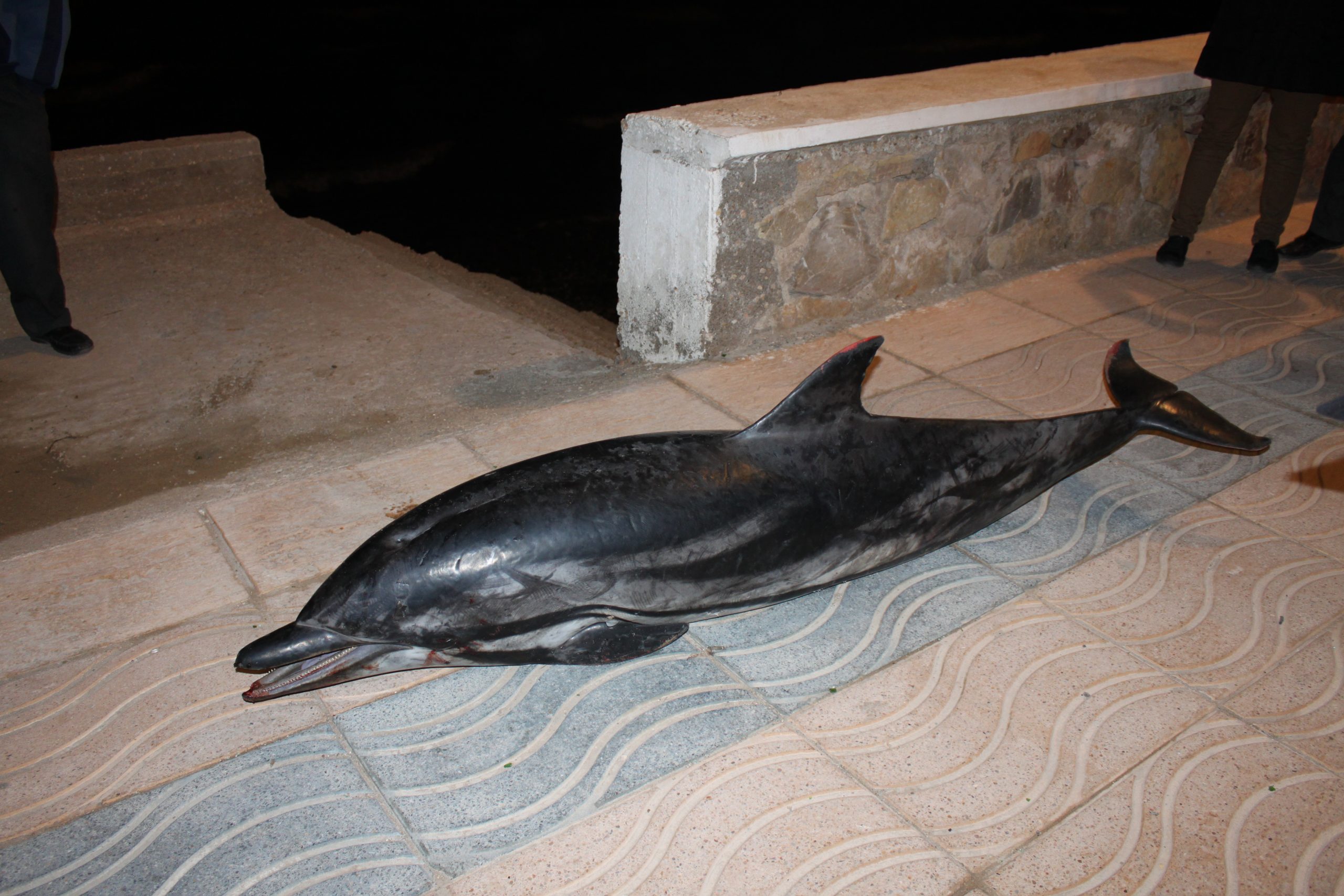 العثور على جثة دلفين بشاطئ ثمشظين بالحسيمة