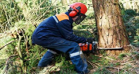 مصرع شخص سقطت عليه شجرة " إرز " بجماعة إساكن نواحي الحسيمة