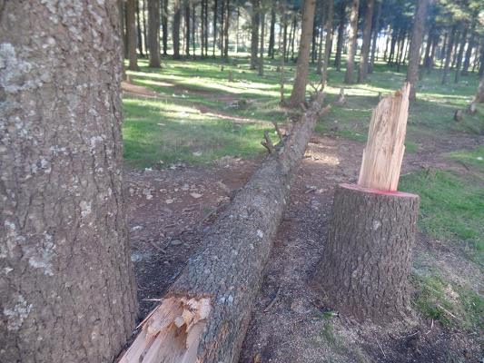 المحمية الطبيعية بجبل تدغين بين عجز المسؤولين المحليين وتقصير الادارة في ردع المترامين ‎