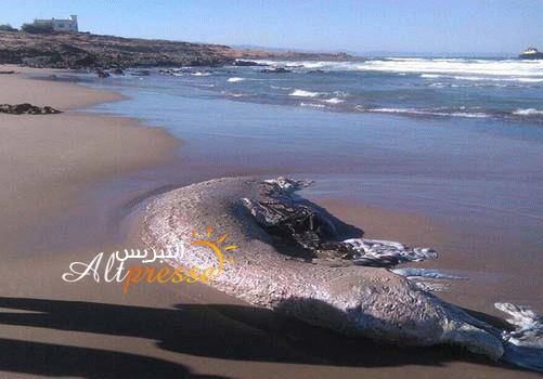جثة حوت نافق على شاطئ بويفار نواحي الناظور
