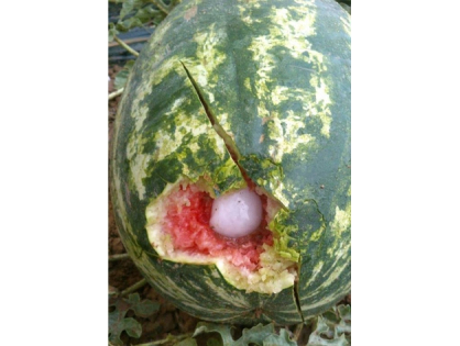 "التبروري" ينهي الموسم الفلاحي لمنطقة حوض ملوية