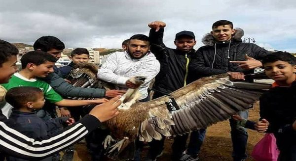 احتجاز نسر أكلف يقود قاصرين إلى التحقيق بالفنيدق
