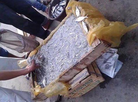 استفحال ظاهرة بيع الأسماك الصغيرة بأسواق الحسيمة