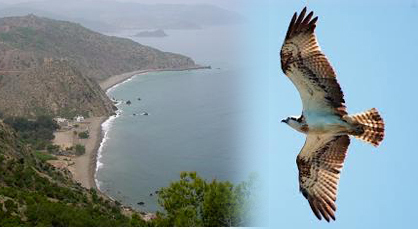 الكواسر تتراجع يوما بعد يوم بالمنتزه الوطني للحسيمة