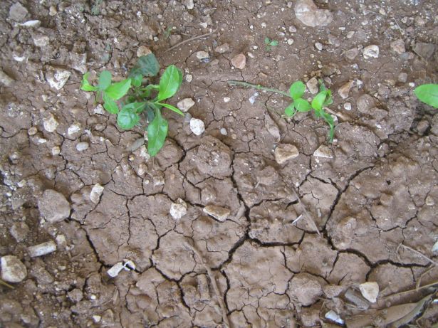 وكالة الفضاء الأمريكية: الحر الشديد سيضرب الكرة الأرضية