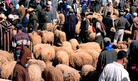 تقرير حول وضعية الأضاحي المتوفرة لعيد الأضحى القادم (فيديو)