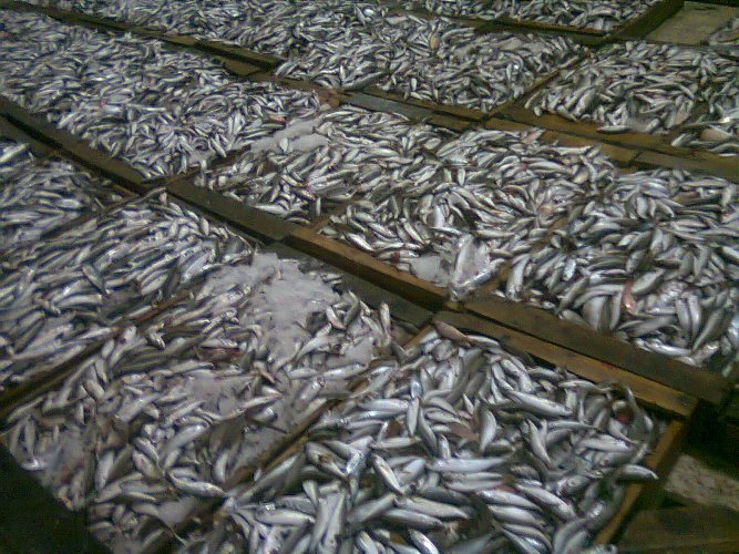 جمعية تطالب بالحد من صيد صغار الأسماك بسواحل الحسيمة