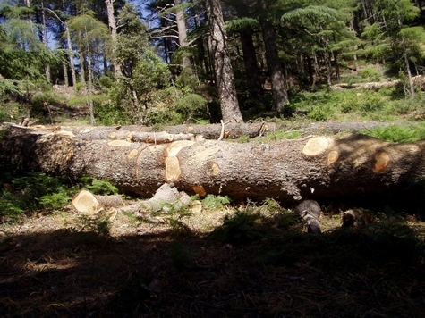 مافيا الغابة ترتكب مجزرة بيئية بجماعة مولاي أحمد الشريف ( + فيديو )