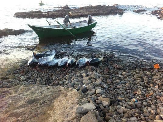 الدرك البحري يصادر كمية مهمة من سمك التون نواحي الدريوش